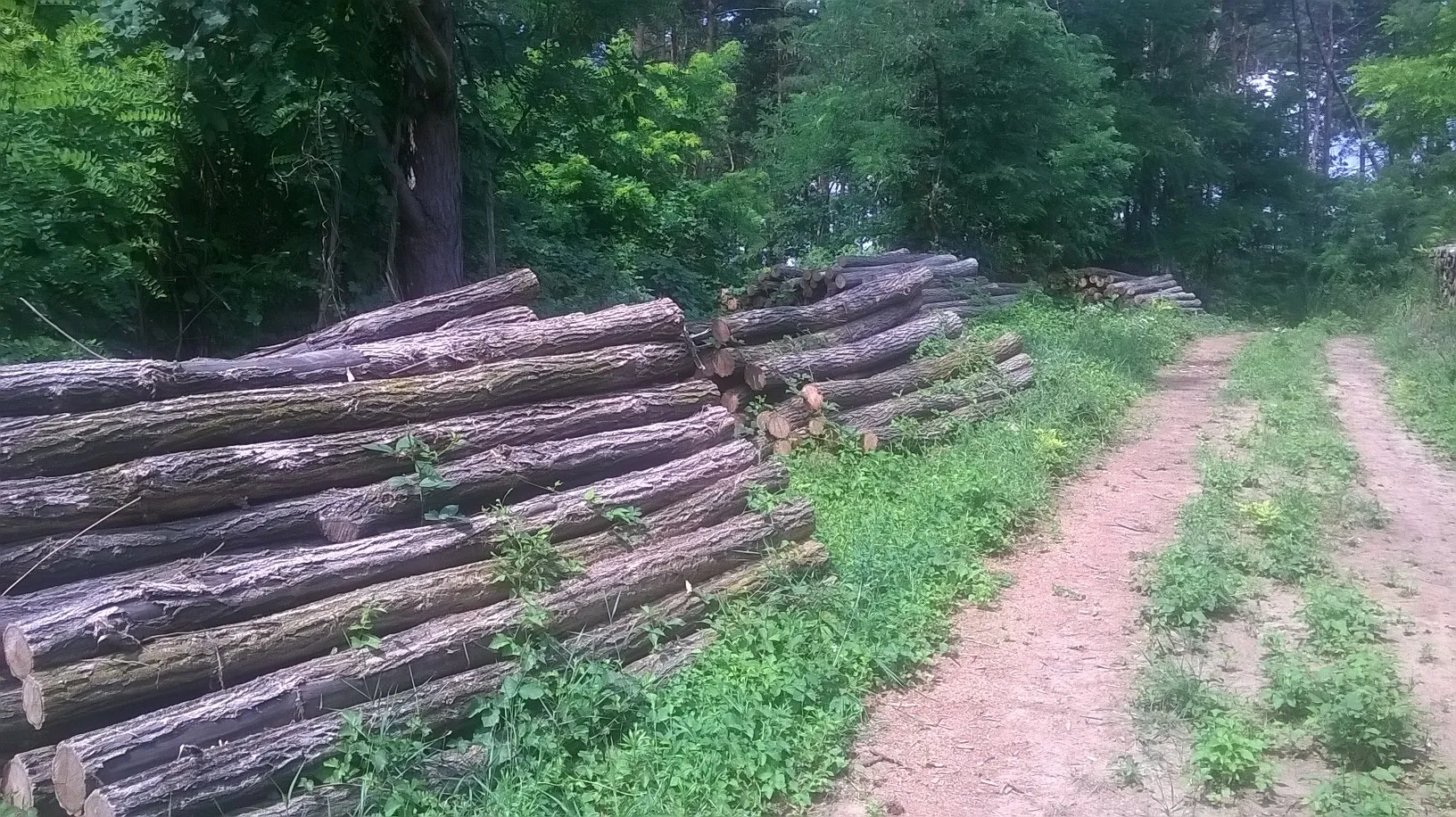 Akazienpfähle