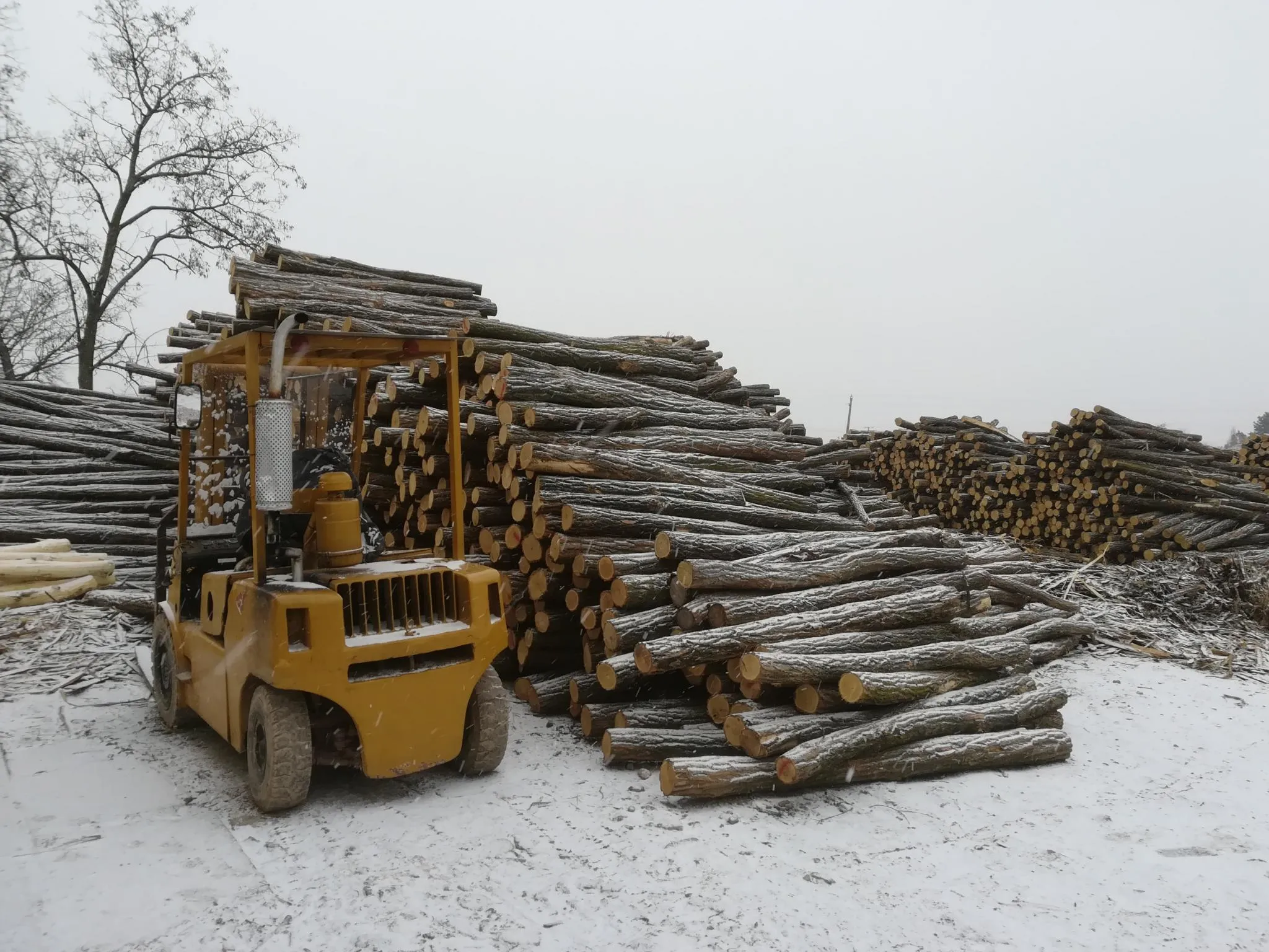 Akazienpfähle