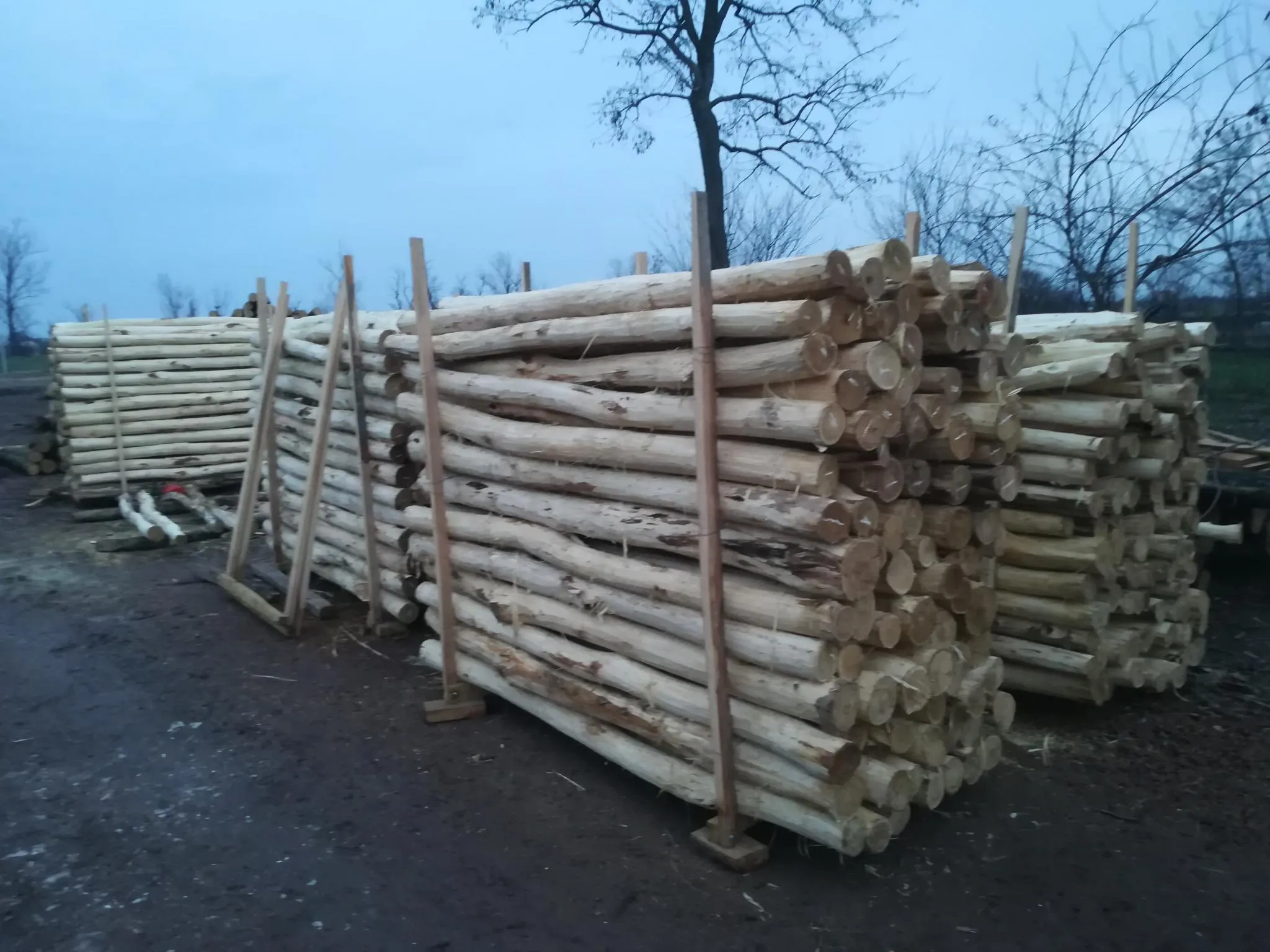 Akazienpfähle