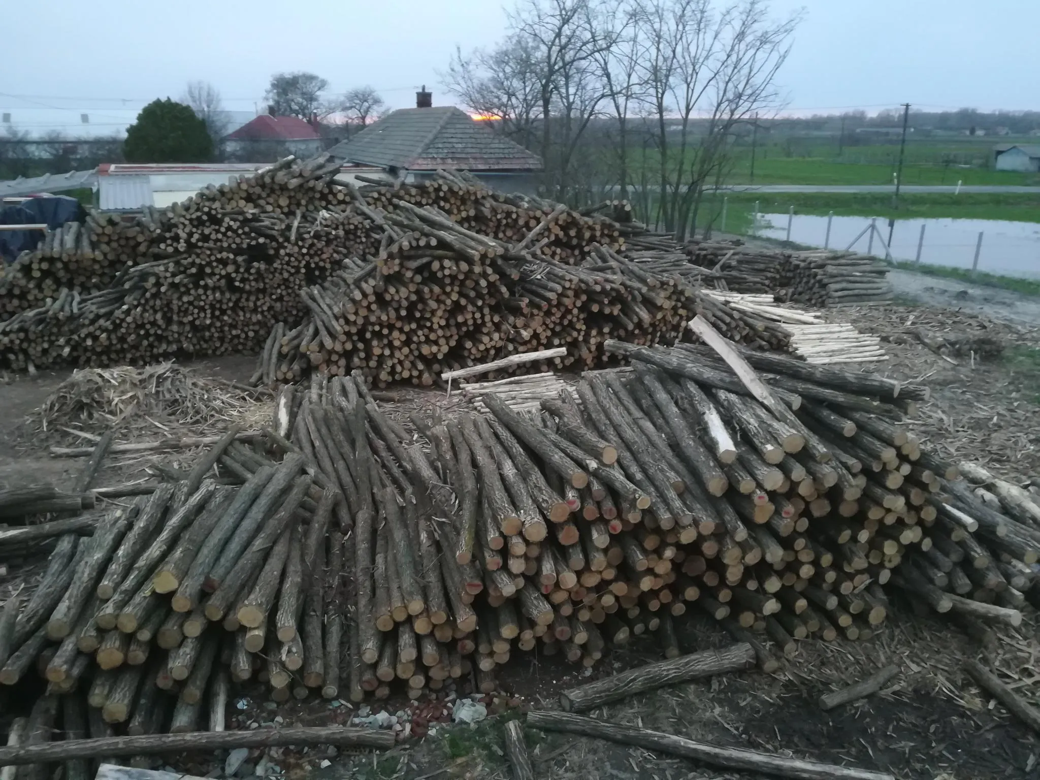 Akazienpfähle