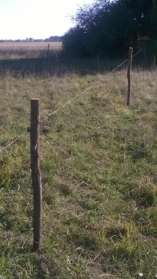 Akazienpfähle