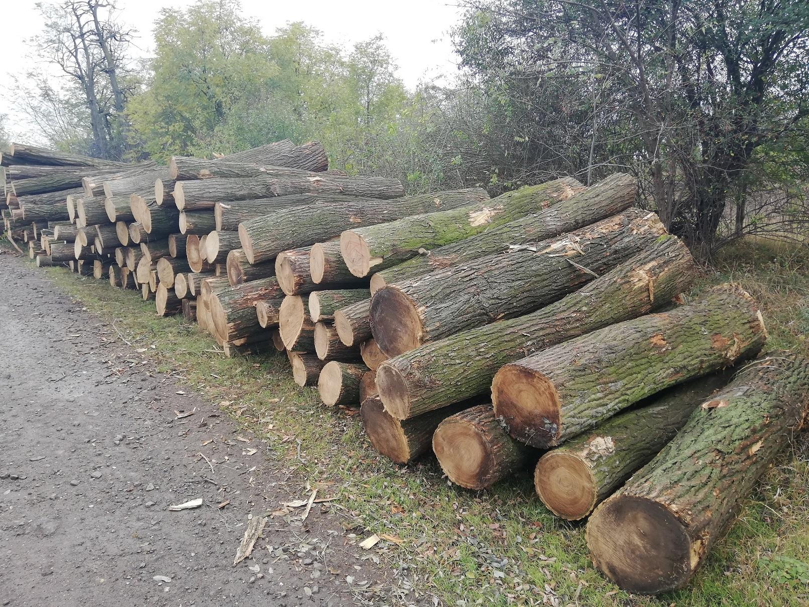 Sägeprodukte und Schnittholz Sägeprodukte und Schnittholz