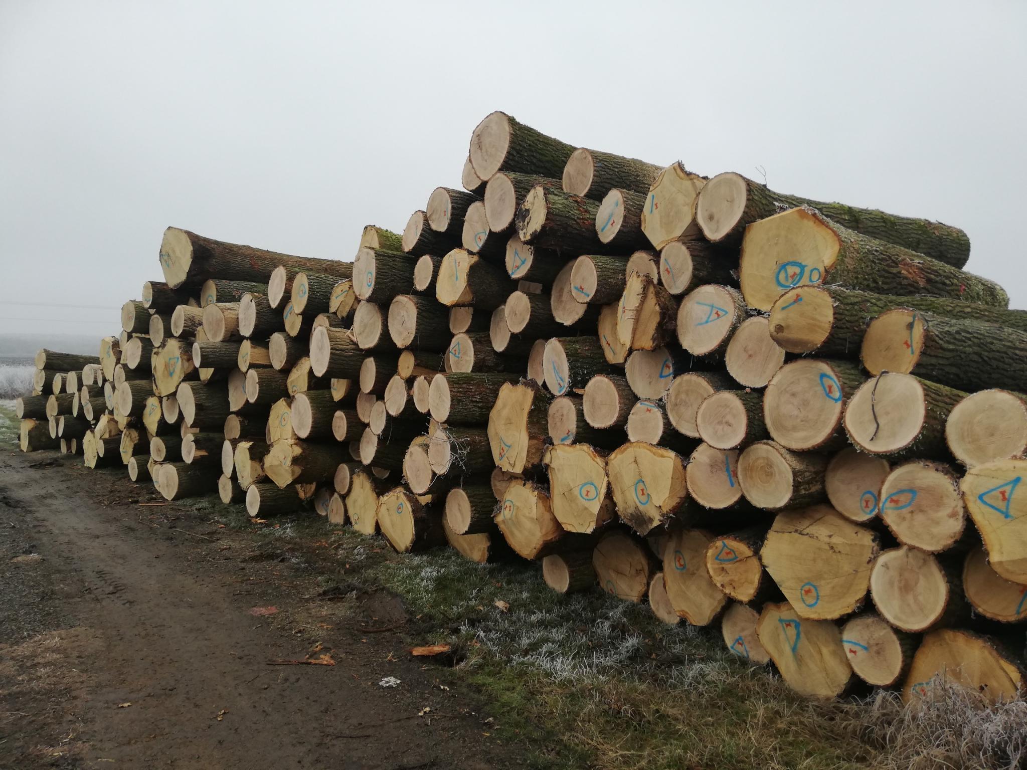 Sägeprodukte und Schnittholz Sägeprodukte und Schnittholz